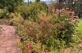 Roses and More in Connie’s Montana Garden