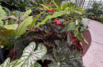 GPOD on the Road: Lauritzen Gardens