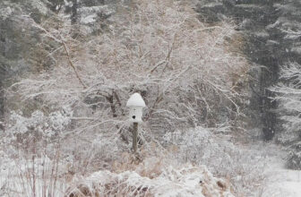 Fresh Snow in Heidi’s Connecticut Garden