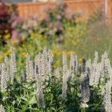 Enrique and Christian’s Garden Near Chicago
