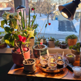 Jen’s Indoor Plant Obsession – Fine Gardening