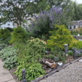 Marty’s 2025 Garden Highlights, Part 4