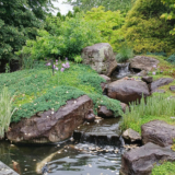 Marty’s 2025 Garden Highlights, Part 3