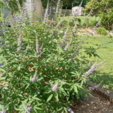 Johanna’s Beautiful Blooms and Shapely Shrubs in South Carolina